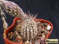 SETIECHINOPSIS mirabilis